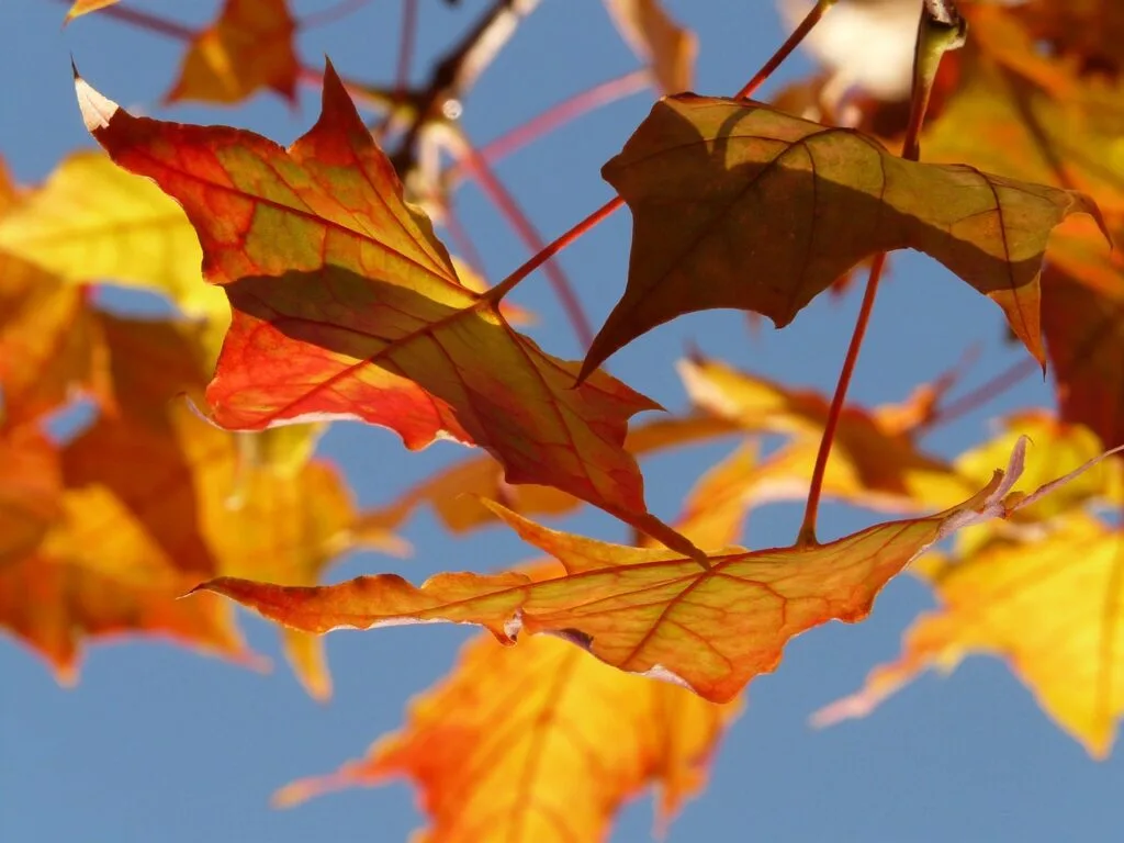 Close-up of orange autumn leaves backlit against clear blue sky